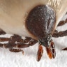 2. Prevent Parasites_Deer Tick