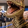 Roar at MSG
