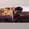 Dinosaur_Revolution___protoceratops