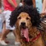 Dog_Rio_Carnival_3