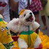 Dog_Rio_Carnival_5