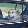 3. Steer Clear_Dog in Car