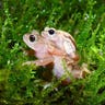 Kihansi Spray Toad