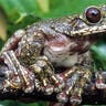 Rabbs Fringe-Limbed Treefrog