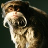 Emperor tamarin