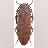 Eulichas Villosa