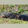 Everglades_pythons1