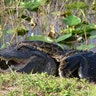 Everglades_pythons1