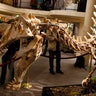 Parisian Dinosaur Auction