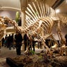 Parisian Dinosaur Auction