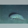 The Isopod at Home
