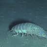 The Isopod at Home