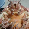 Giant_Isopod_Up_Close
