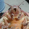 Giant_Isopod_Up_Close