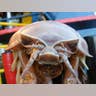 Headshot of Giant Isopod
