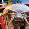 Headshot of Giant Isopod