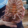 Underside of Giant Isopod