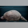 Glyptotherium_by_serchio25