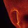 Paramecium