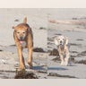 Guess the Pooches