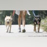 Guess the Pooches