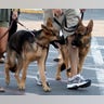 Guess the Pooches