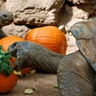 Halloween_at_the_zoo_2