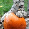 Halloween_at_the_zoo_8