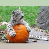 Halloween_at_the_zoo_9
