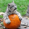 Halloween_at_the_zoo_9
