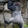 Halloween_at_the_zoo