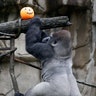 Halloween_at_the_zoo