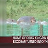 Escobar's Hippos