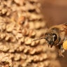 Honeybee_a