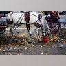 Horse_Central_Park_1