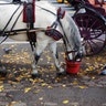 Horse_Central_Park_1