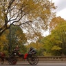 Horse_Central_Park_9