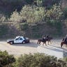 Human Head Found Los Angeles Police Canyon