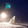 Guarded by Polar Bears