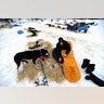 Iditarod_Sled_Dog_Rac_Hein_5_