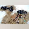 Iditarod_Sled_Dog_Rac_Hein_7_