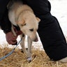 Iditarod_Sled_Dog_Rac_Hein_9_