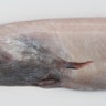 Arrow tooth eel