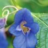 Impatiens_Namchabarwensis_Flower