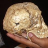Homo Floresiensis Skull