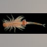 Brine Shrimp