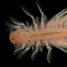 Brine Shrimp