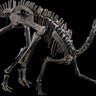 <b>Mounted Juvenile Hypacrosaurus Skeleton</b>