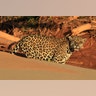 Jaguar_Madidi