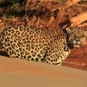 Jaguar_Madidi